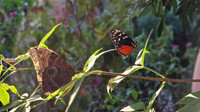 CaliforniaButterflies2026