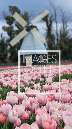 TulipFields2026