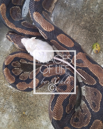 snake&mouse