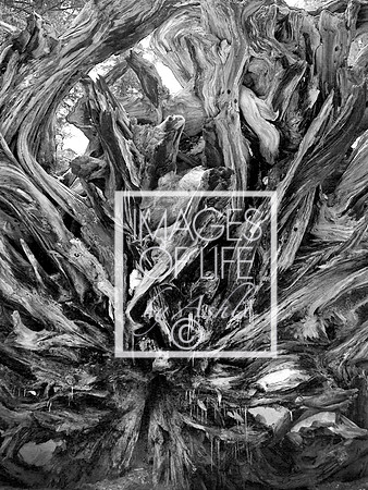 3W2A0234sequoia2016B&W