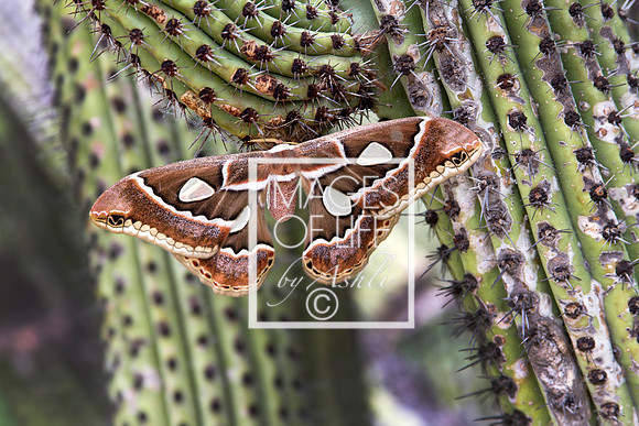 IMG_0206CaboSanLucas