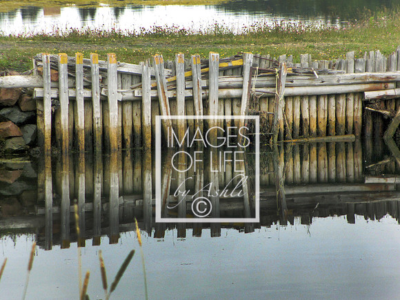 IMG_3315Newfoundland