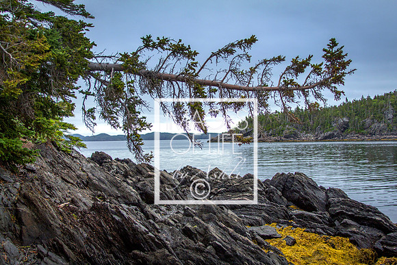 IMG_9711Newfoundland