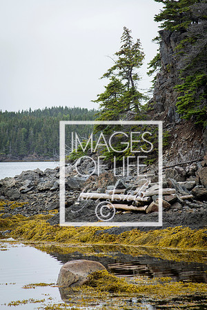 IMG_9725Newfoundland