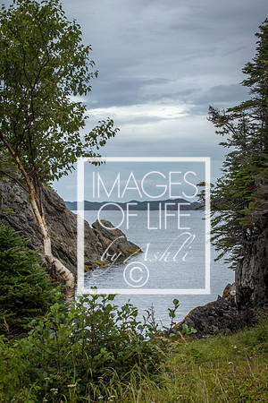 IMG_9835Newfoundland