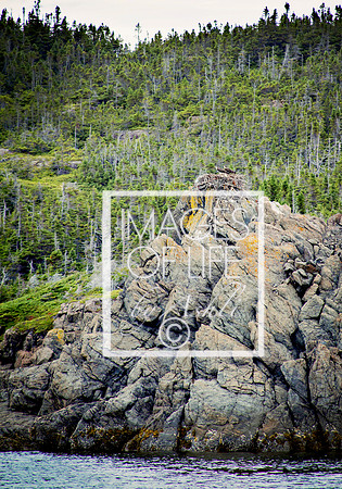 IMG_9851Newfoundland