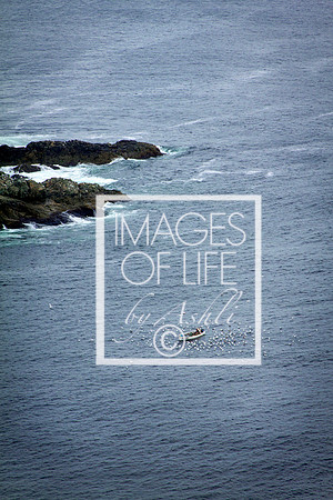 IMG_9913Newfoundland