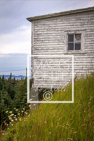 IMG_9932Newfoundland