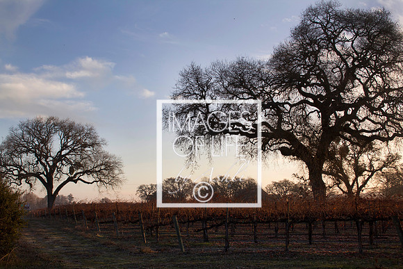 Napa