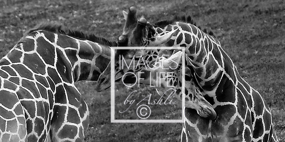 SDzoo