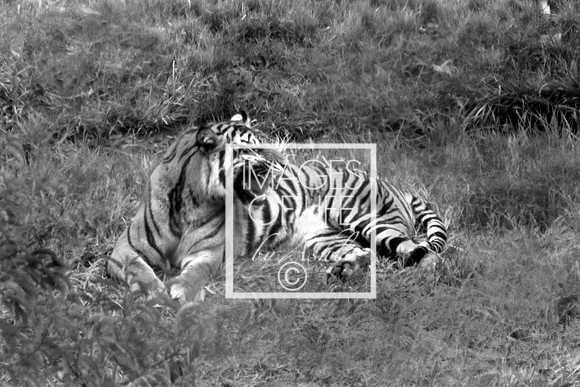 SDzoo